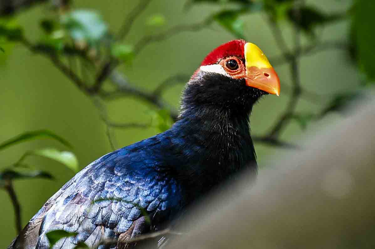 Turacos (Order Musophagiformes)